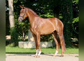 Westfale, Wallach, 5 Jahre, 169 cm, Fuchs