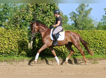 Westfale, Wallach, 5 Jahre, 169 cm, Fuchs