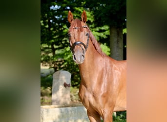 Westfale, Wallach, 5 Jahre, 169 cm, Fuchs