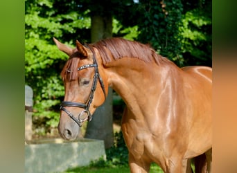 Westfale, Wallach, 5 Jahre, 169 cm, Fuchs