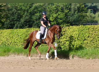 Westfale, Wallach, 5 Jahre, 169 cm, Fuchs