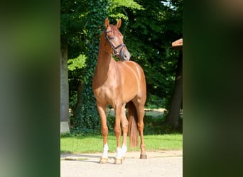 Westfale, Wallach, 5 Jahre, 169 cm, Fuchs