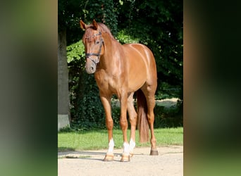 Westfale, Wallach, 5 Jahre, 169 cm, Fuchs