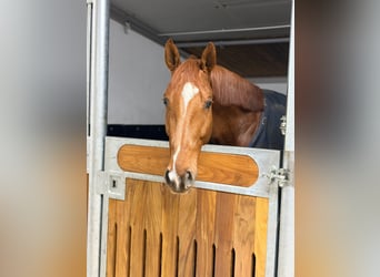 Westfale, Wallach, 5 Jahre, 169 cm, Fuchs