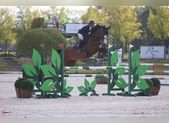 Westfale, Wallach, 5 Jahre, 169 cm, Rotbrauner