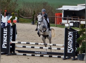 Westfale, Wallach, 5 Jahre, 169 cm, Schimmel