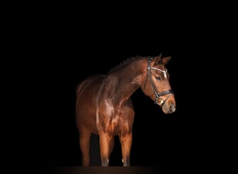 Westfale, Wallach, 5 Jahre, 170 cm, Brauner