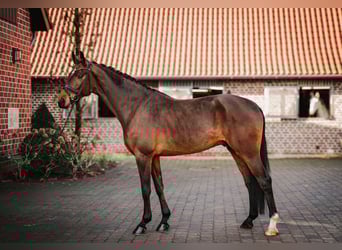 Westfale, Wallach, 5 Jahre, 170 cm, Brauner