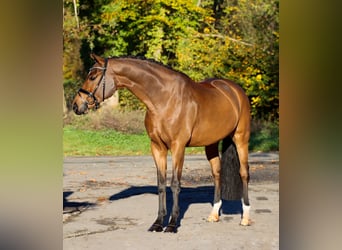 Westfale, Wallach, 5 Jahre, 170 cm, Brauner