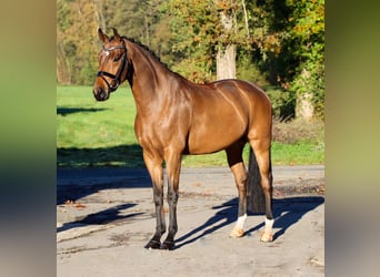 Westfale, Wallach, 5 Jahre, 170 cm, Brauner