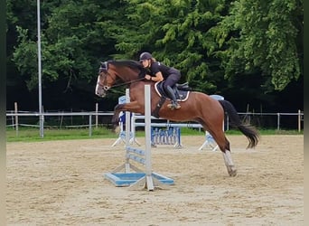 Westfale, Wallach, 5 Jahre, 170 cm, Brauner