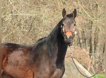 Westfale, Wallach, 5 Jahre, 170 cm, Brauner