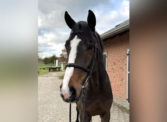 Westfale, Wallach, 5 Jahre, 170 cm, Brauner