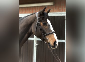 Westfale, Wallach, 5 Jahre, 170 cm, Brauner