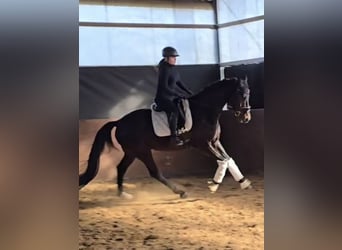 Westfale, Wallach, 5 Jahre, 170 cm