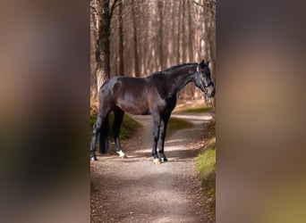 Westfale, Wallach, 5 Jahre, 170 cm