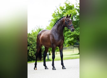 Westfale, Wallach, 5 Jahre, 170 cm, Dunkelbrauner