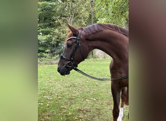 Westfale, Wallach, 5 Jahre, 170 cm, Fuchs