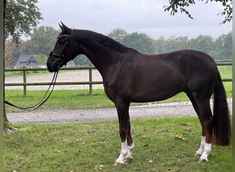 Westfale, Wallach, 5 Jahre, 170 cm, Fuchs
