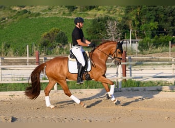 Westfale, Wallach, 5 Jahre, 170 cm, Fuchs