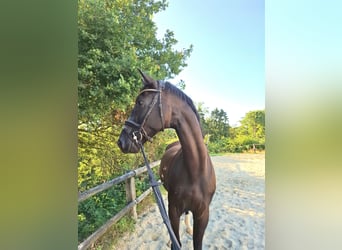 Westfale, Wallach, 5 Jahre, 170 cm, Rappe