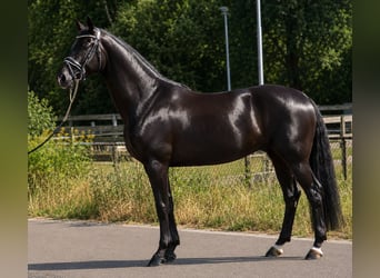 Westfale, Wallach, 5 Jahre, 170 cm, Rappe