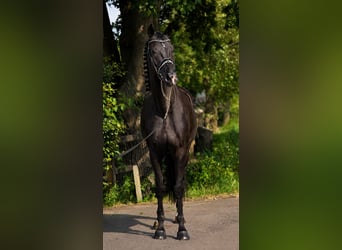 Westfale, Wallach, 5 Jahre, 170 cm, Rappe