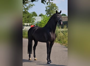 Westfale, Wallach, 5 Jahre, 170 cm, Rappe