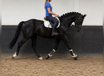 Westfale, Wallach, 5 Jahre, 170 cm, Rappe