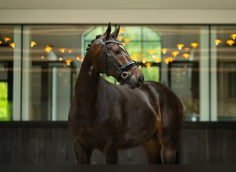 Westfale, Wallach, 5 Jahre, 170 cm, Rotbrauner