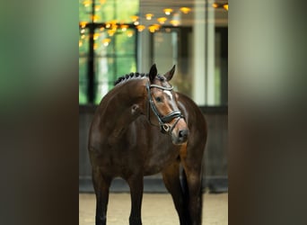 Westfale, Wallach, 5 Jahre, 170 cm, Rotbrauner