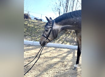 Westfale, Wallach, 5 Jahre, 170 cm, Rotschimmel