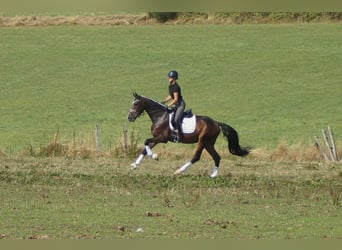 Westfale, Wallach, 5 Jahre, 171 cm, Brauner