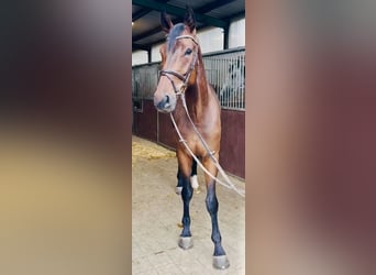 Westfale, Wallach, 5 Jahre, 171 cm, Brauner