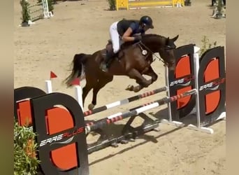 Westfale, Wallach, 5 Jahre, 171 cm, Brauner