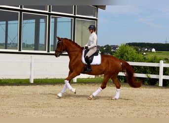 Westfale, Wallach, 5 Jahre, 171 cm, Fuchs