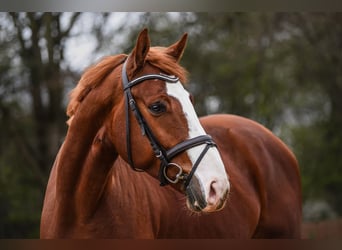 Westfale, Wallach, 5 Jahre, 171 cm, Fuchs