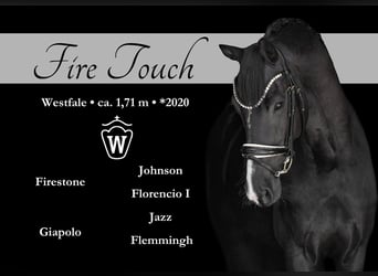 Westfale, Wallach, 5 Jahre, 171 cm, Rappe
