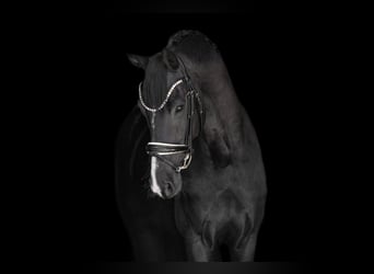 Westfale, Wallach, 5 Jahre, 171 cm, Rappe