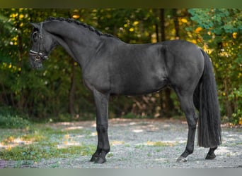 Westfale, Wallach, 5 Jahre, 171 cm, Rappe