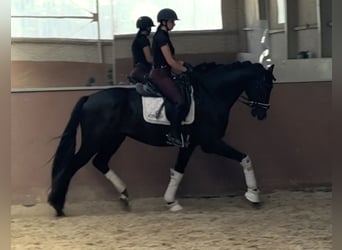 Westfale, Wallach, 5 Jahre, 171 cm, Rappe
