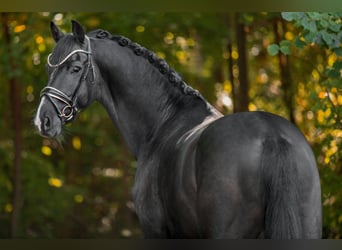 Westfale, Wallach, 5 Jahre, 171 cm, Rappe