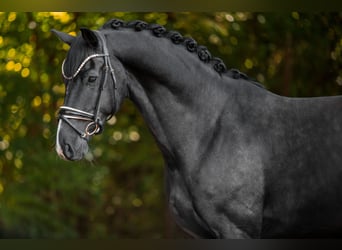 Westfale, Wallach, 5 Jahre, 171 cm, Rappe