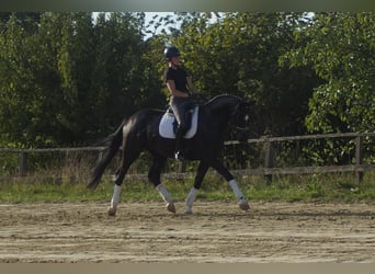 Westfale, Wallach, 5 Jahre, 171 cm, Rappe
