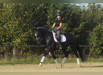 Westfale, Wallach, 5 Jahre, 171 cm, Rappe