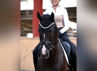 Westfale, Wallach, 5 Jahre, 171 cm, Rappe