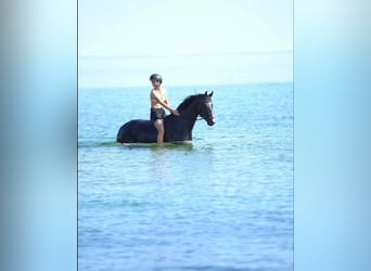 Westfale, Wallach, 5 Jahre, 171 cm, Rappe
