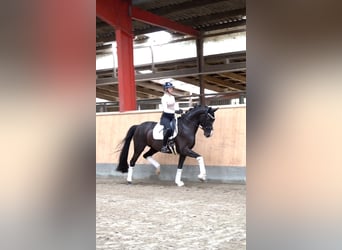 Westfale, Wallach, 5 Jahre, 171 cm, Rappe