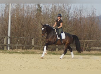 Westfale, Wallach, 5 Jahre, 171 cm, Schwarzbrauner