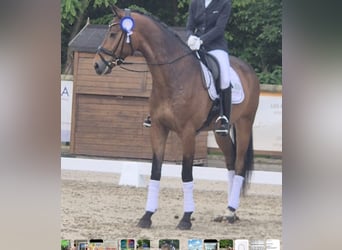 Westfale, Wallach, 5 Jahre, 172 cm, Brauner